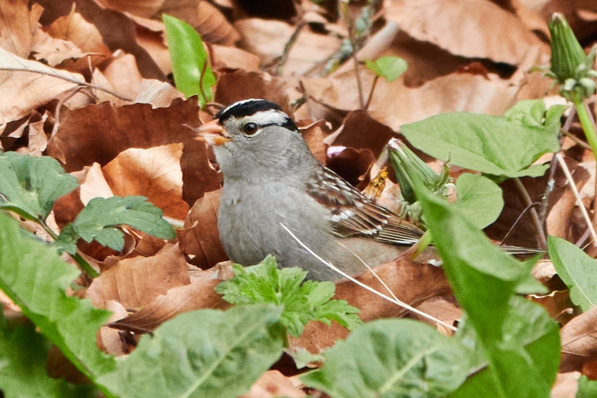 White-crowned Sparrow (Gambel's) - ML618180639