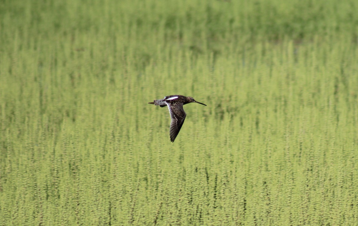 Long-billed Dowitcher - ML618180653