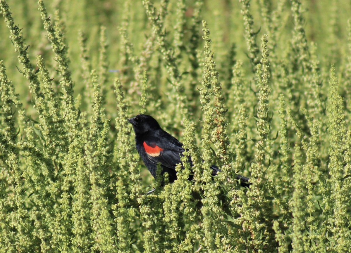 Red-winged Blackbird - ML618180675