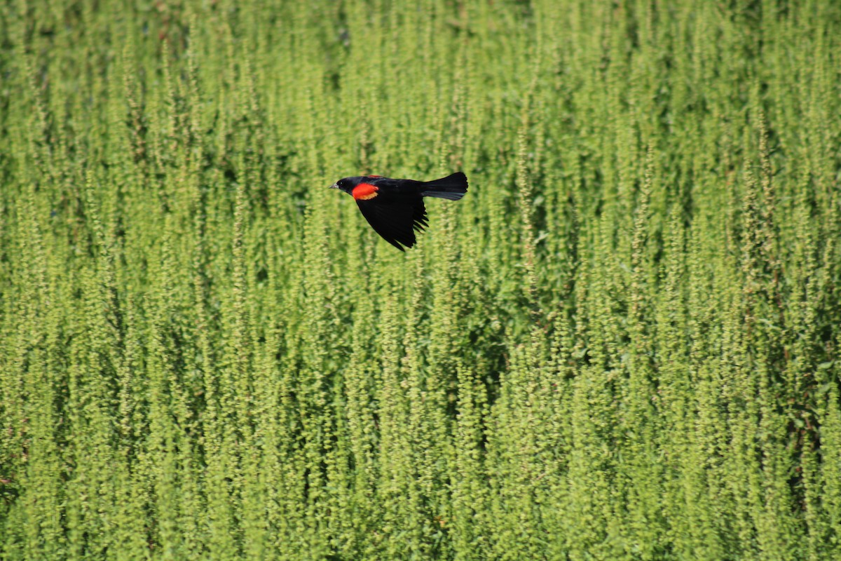 Red-winged Blackbird - ML618180676