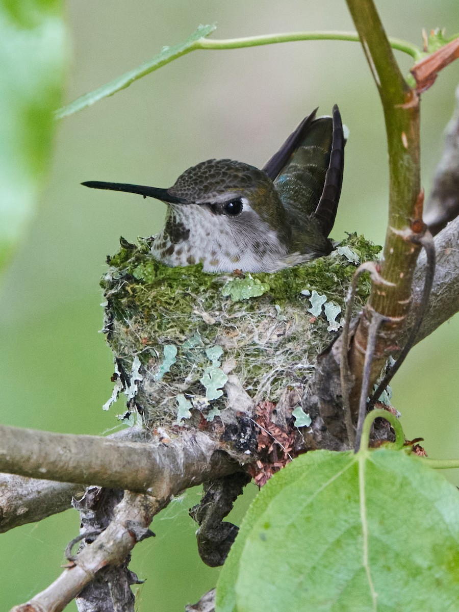 Anna's Hummingbird - ML618180681