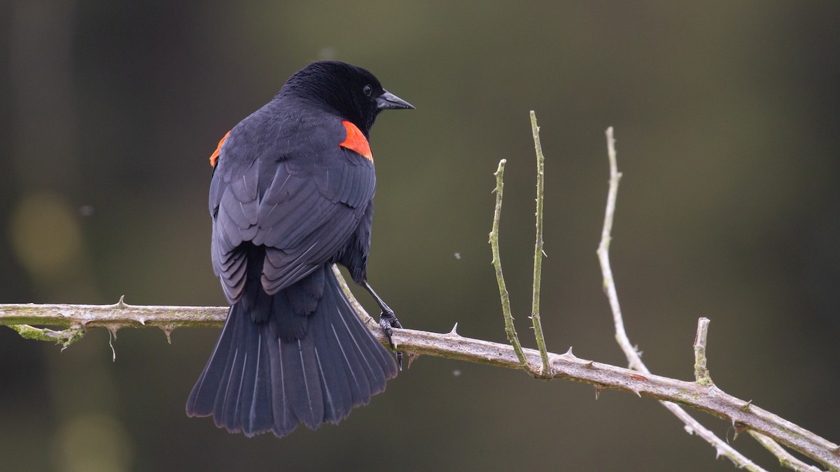 Red-winged Blackbird - ML618180698