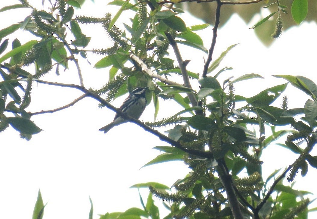 Black-throated Gray Warbler - ML618180704