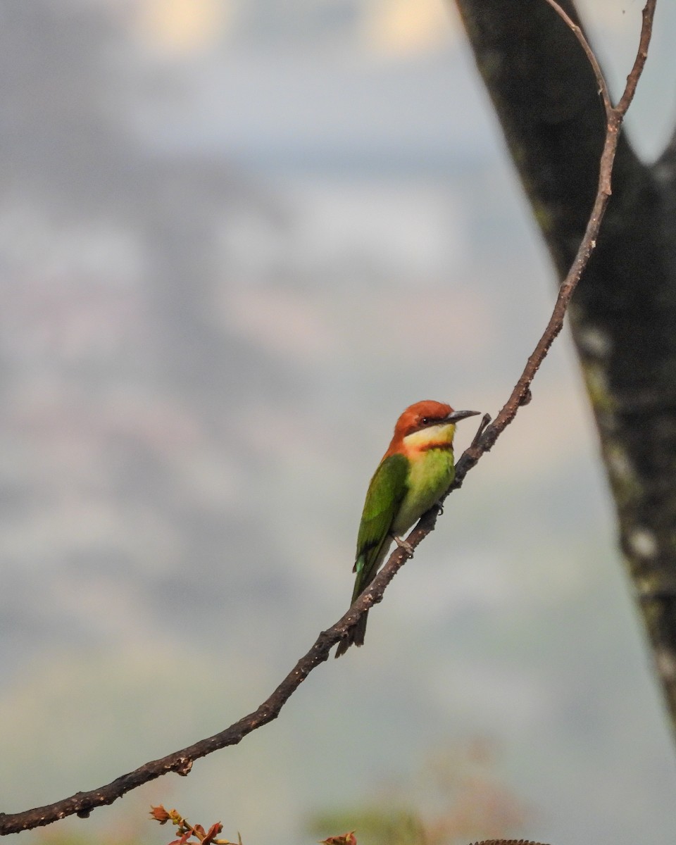 Chestnut-headed Bee-eater - Amsis Panta