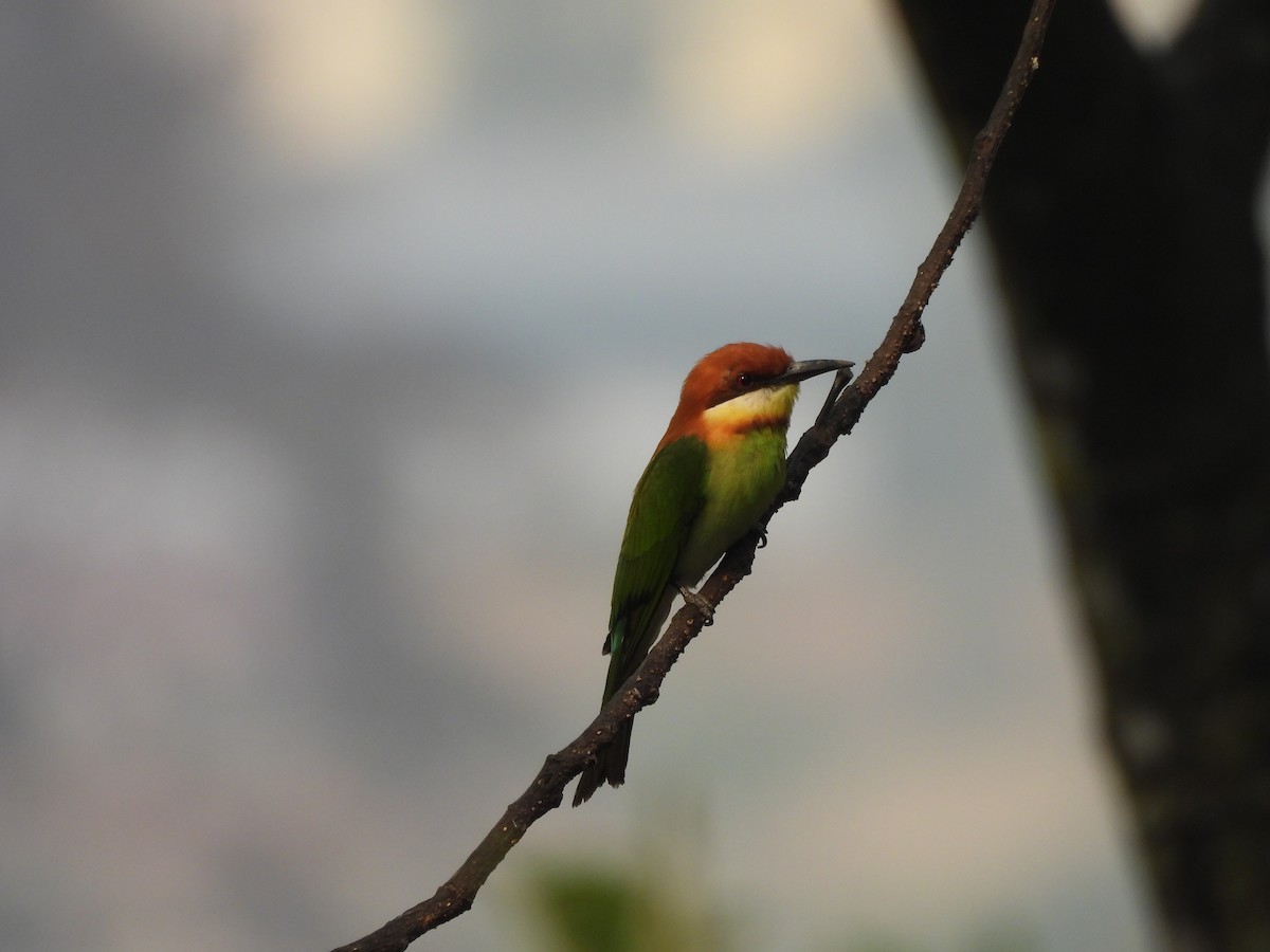Chestnut-headed Bee-eater - Amsis Panta