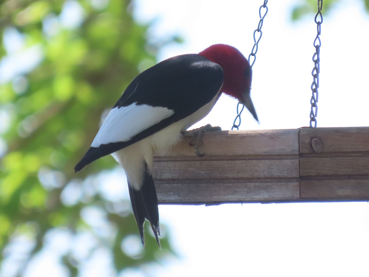 Red-headed Woodpecker - ML618180793
