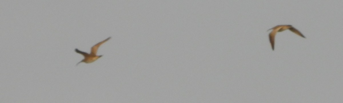 חרמשון קטן/חרמשון אמריקאי - ML618180799