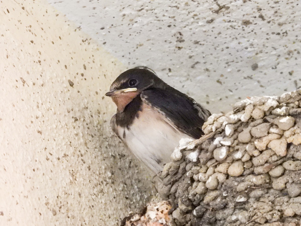 Barn Swallow - ML618180818