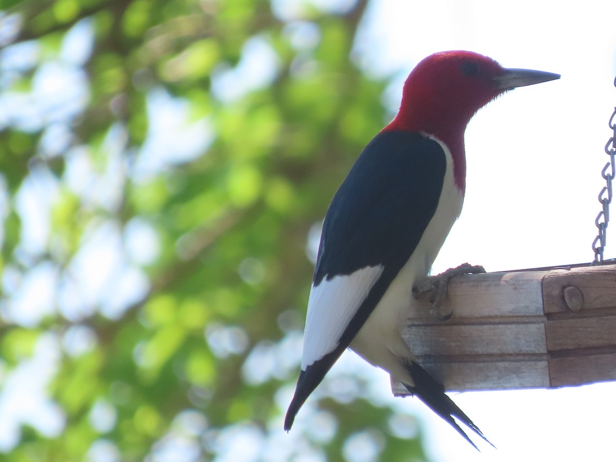 Red-headed Woodpecker - ML618180821