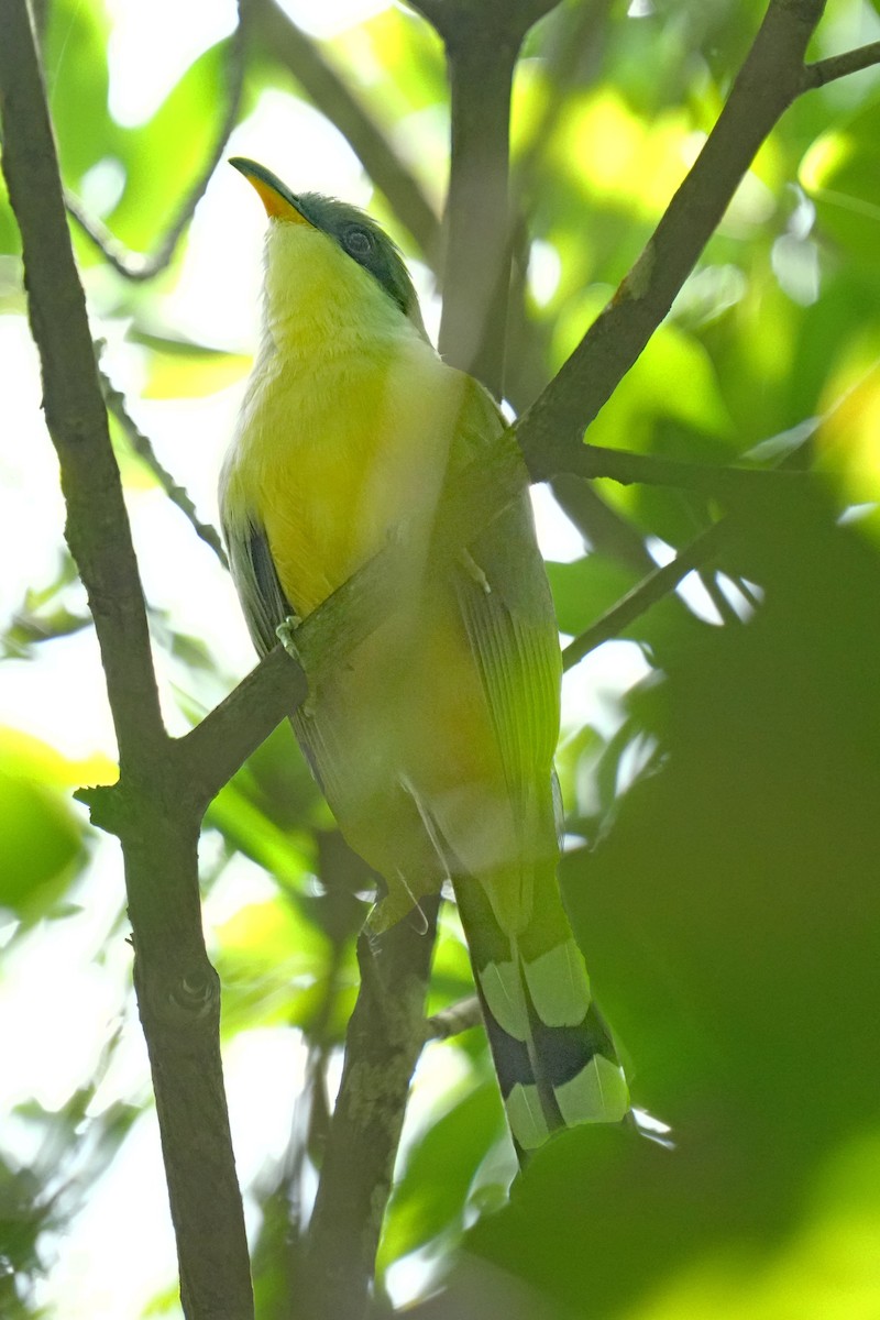 Mangrove Cuckoo - ML618180844