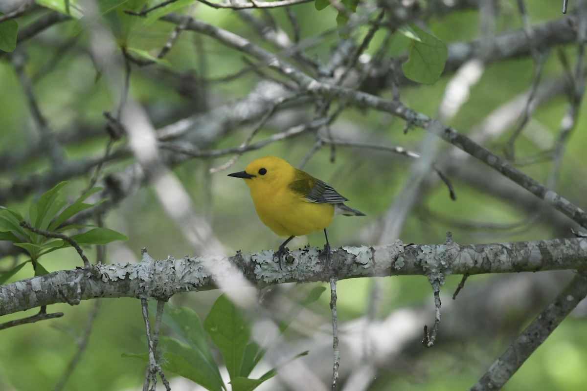 Prothonotary Warbler - ML618180854