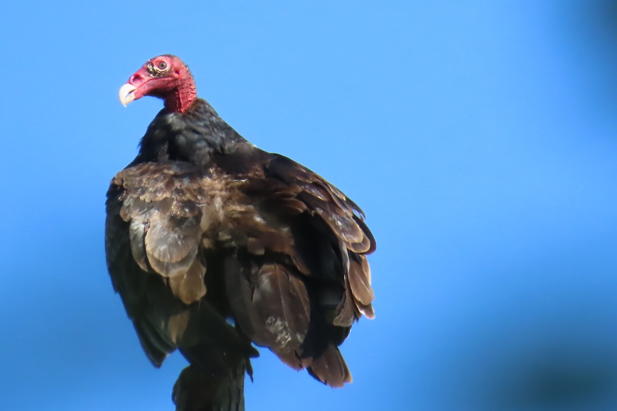 Turkey Vulture - Jon Selle