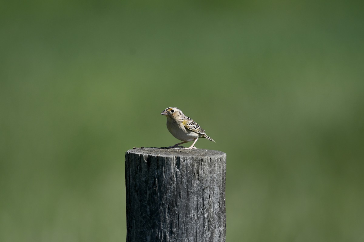 Grasshopper Sparrow - ML618180924