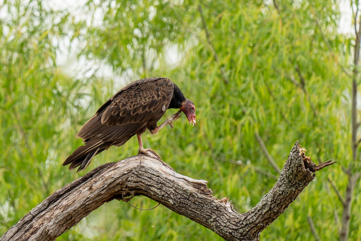 Turkey Vulture - Ryan Broussard