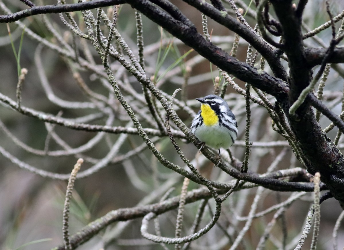 Yellow-throated Warbler (albilora) - ML618181041