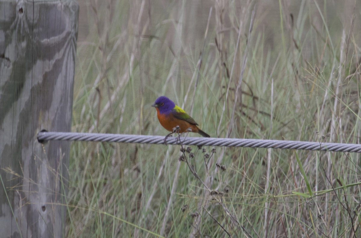 Painted Bunting - ML618181057