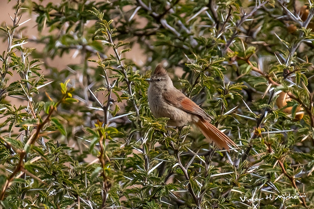 Brown-capped Tit-Spinetail - Victor Hugo Michelini