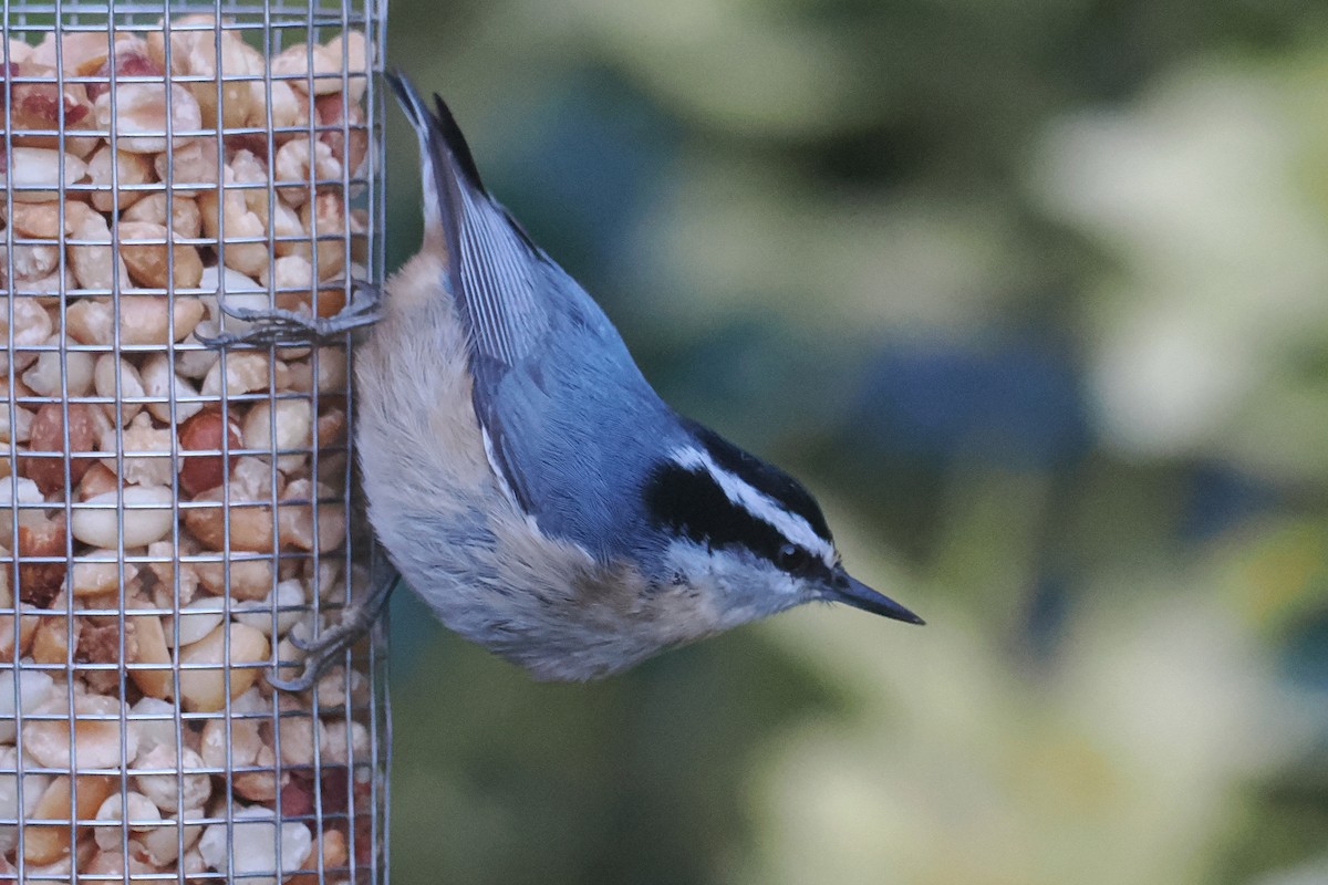 Red-breasted Nuthatch - Donna Pomeroy