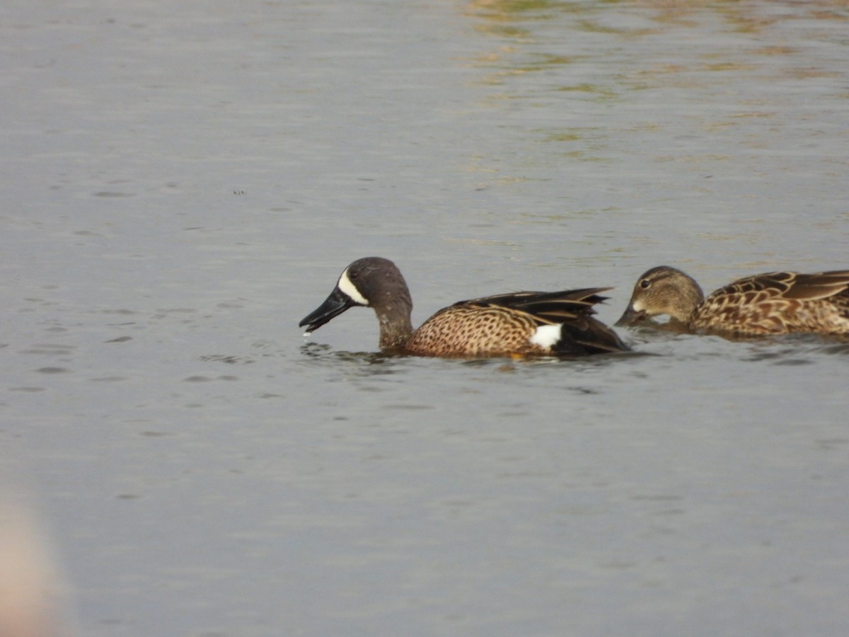 Blue-winged Teal - ML618181108
