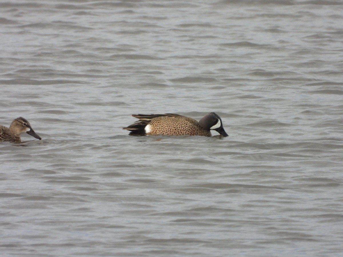 Blue-winged Teal - ML618181109