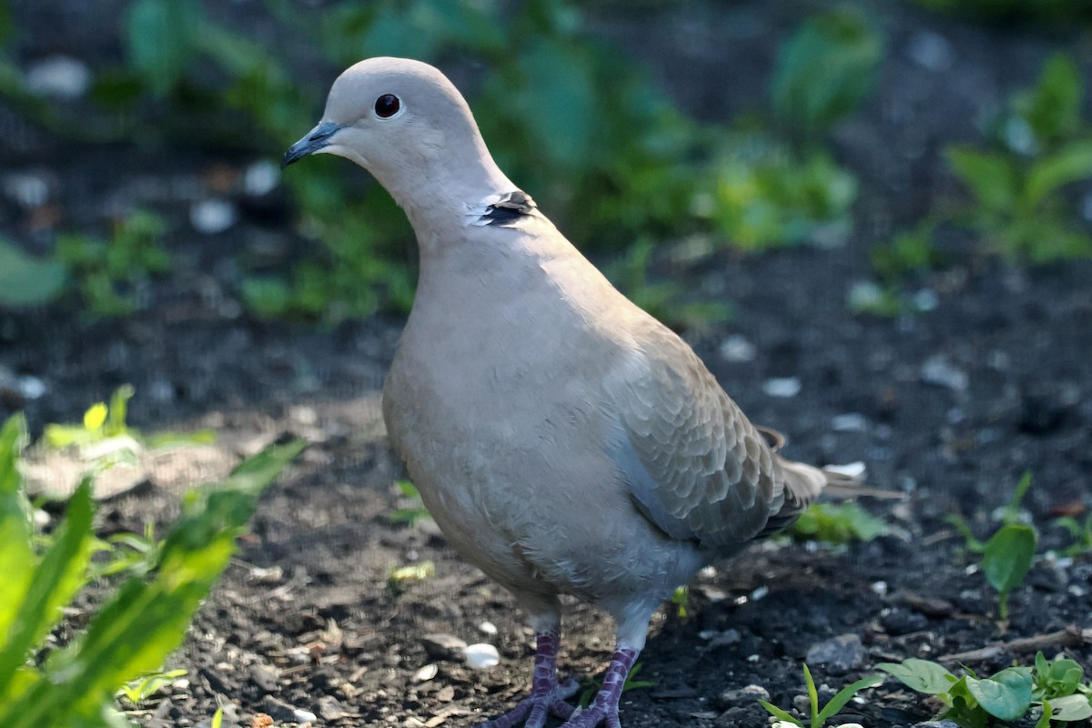 Eurasian Collared-Dove - ML618181133