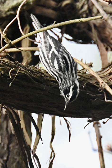Black-and-white Warbler - ML618181137