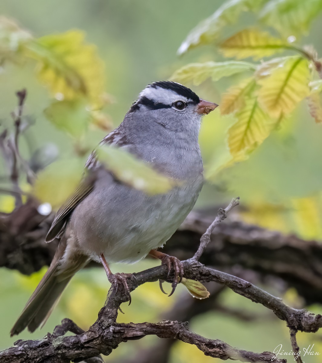 White-crowned Sparrow - Jining Han