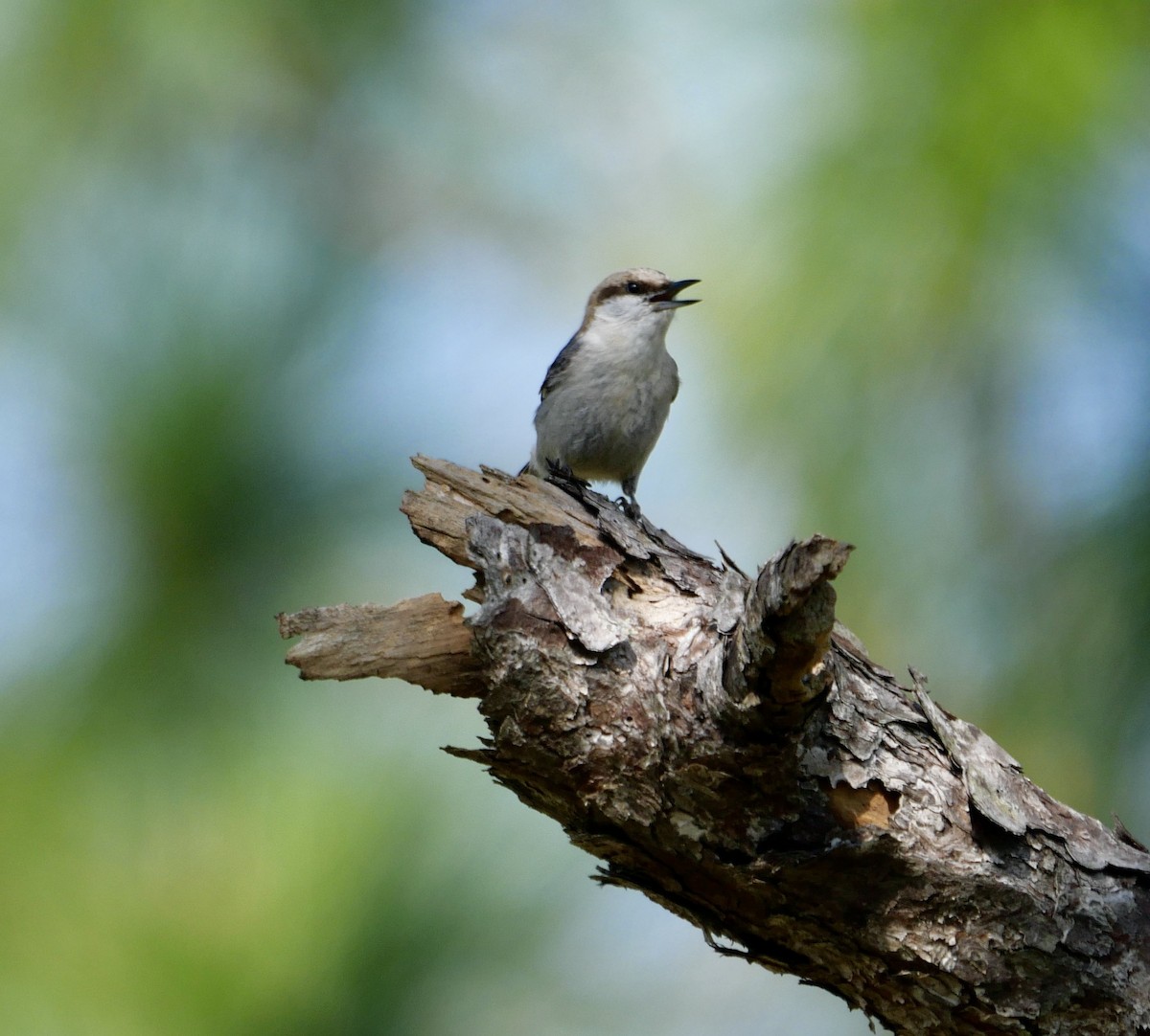 Brown-headed Nuthatch - ML618181189