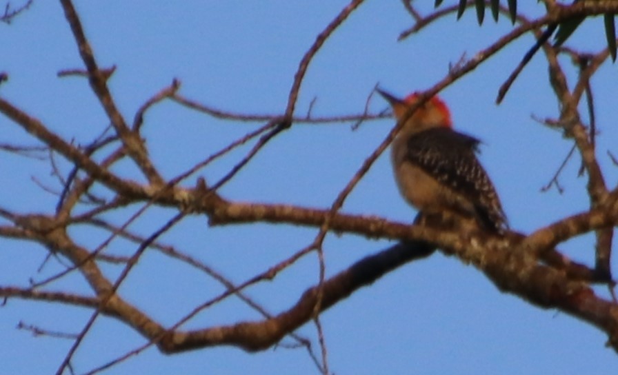 Red-bellied Woodpecker - Betty Thomas