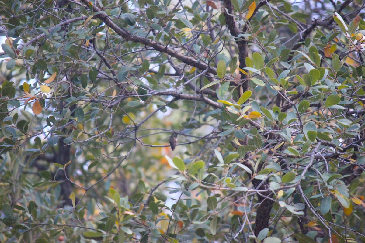 Berylline Hummingbird - ML618181241