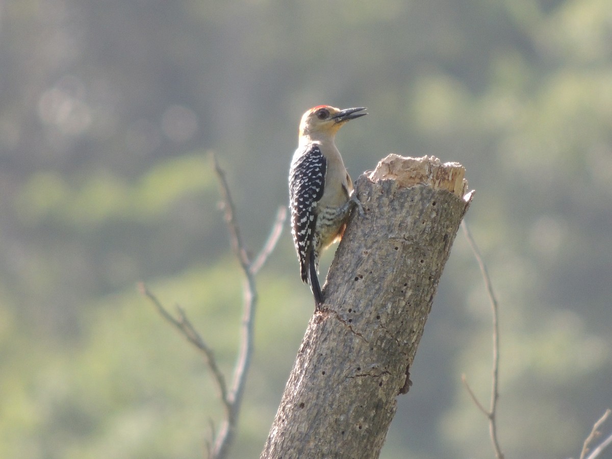 Red-crowned Woodpecker - ML618181242