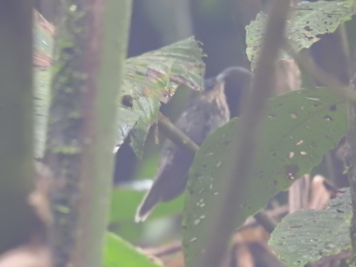 kolibřík orlozobec - ML618181254