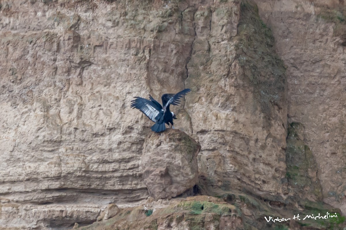 Andean Condor - Victor Hugo Michelini