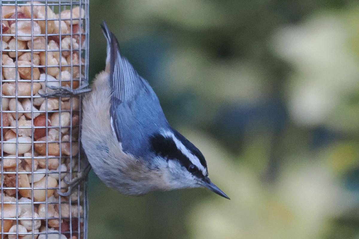 Red-breasted Nuthatch - ML618181266