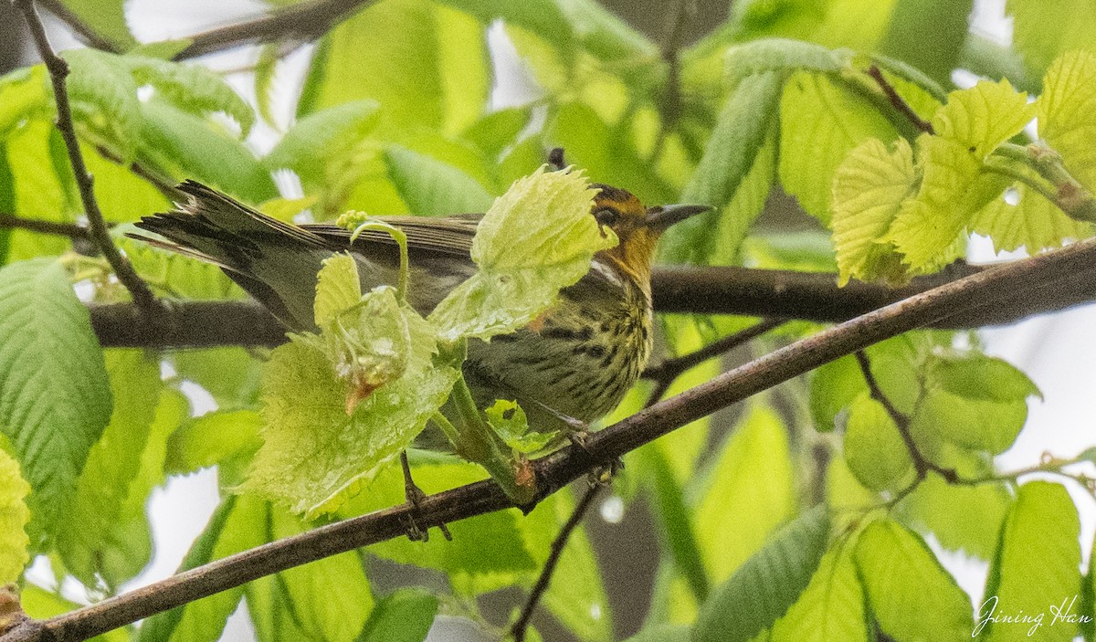 Cape May Warbler - ML618181276