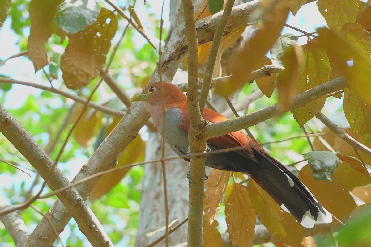 Squirrel Cuckoo (Middle America) - Jennifer Zelik