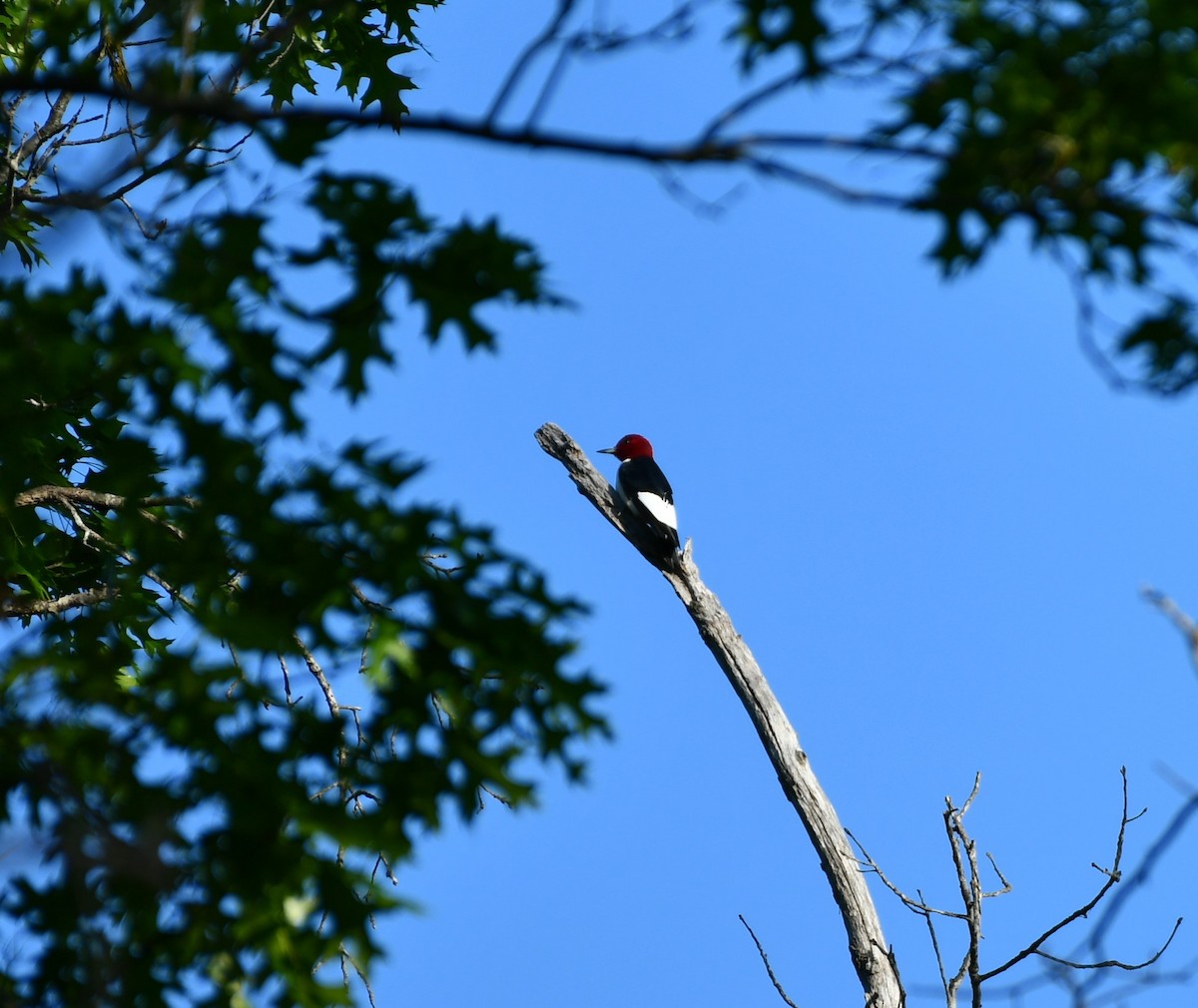 Red-headed Woodpecker - ML618181323