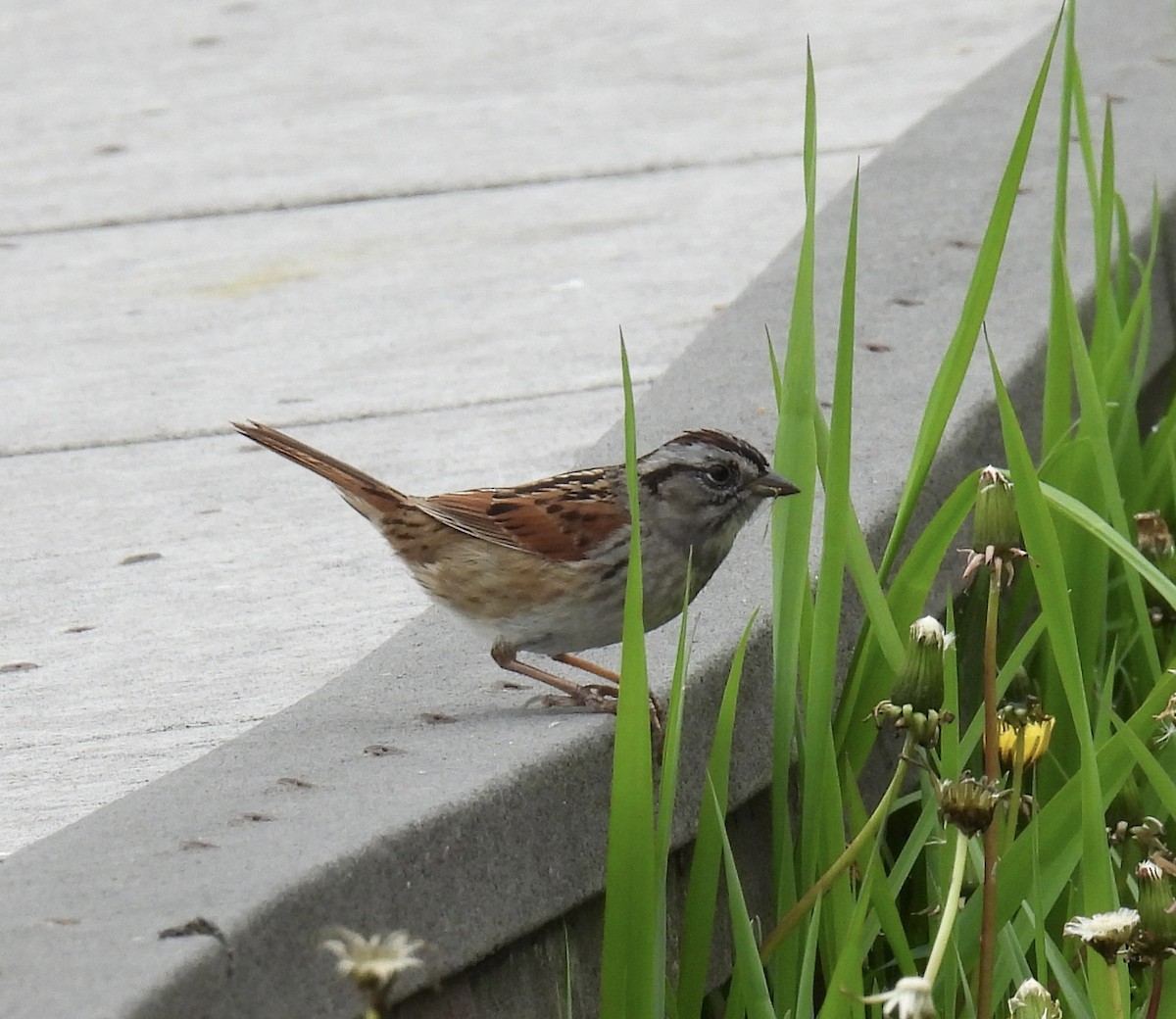 Swamp Sparrow - ML618181330