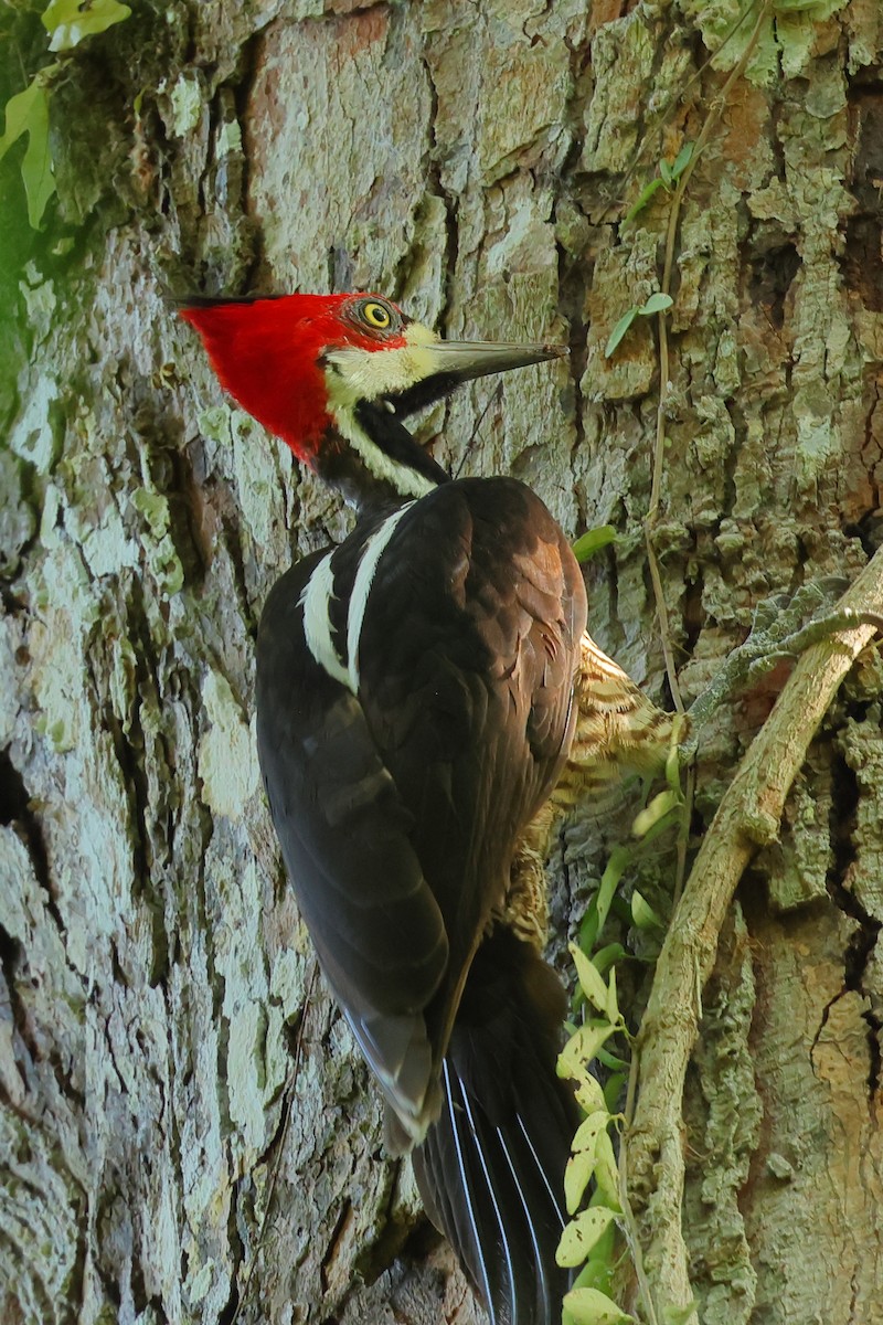 Crimson-crested Woodpecker - Jennifer Zelik