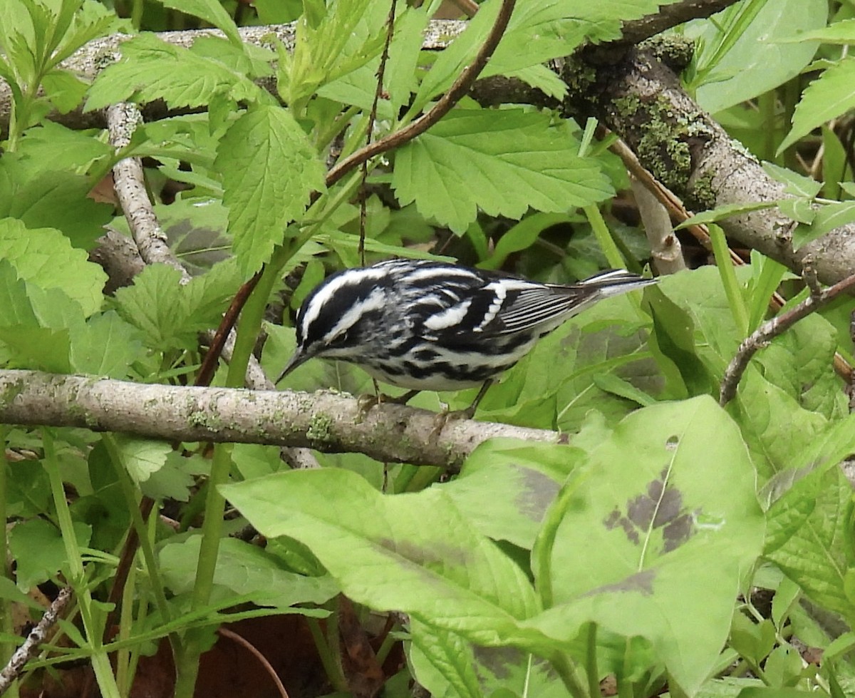 Black-and-white Warbler - ML618181372