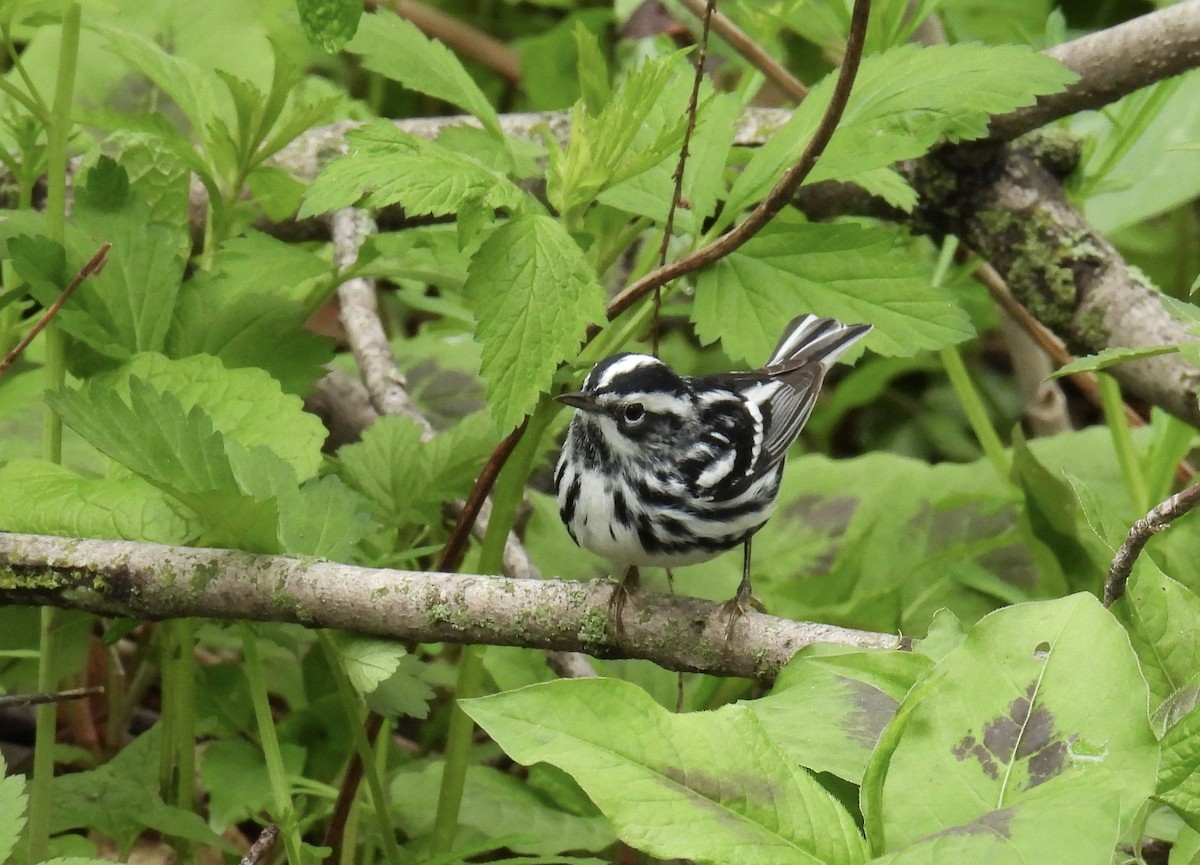 Black-and-white Warbler - ML618181373