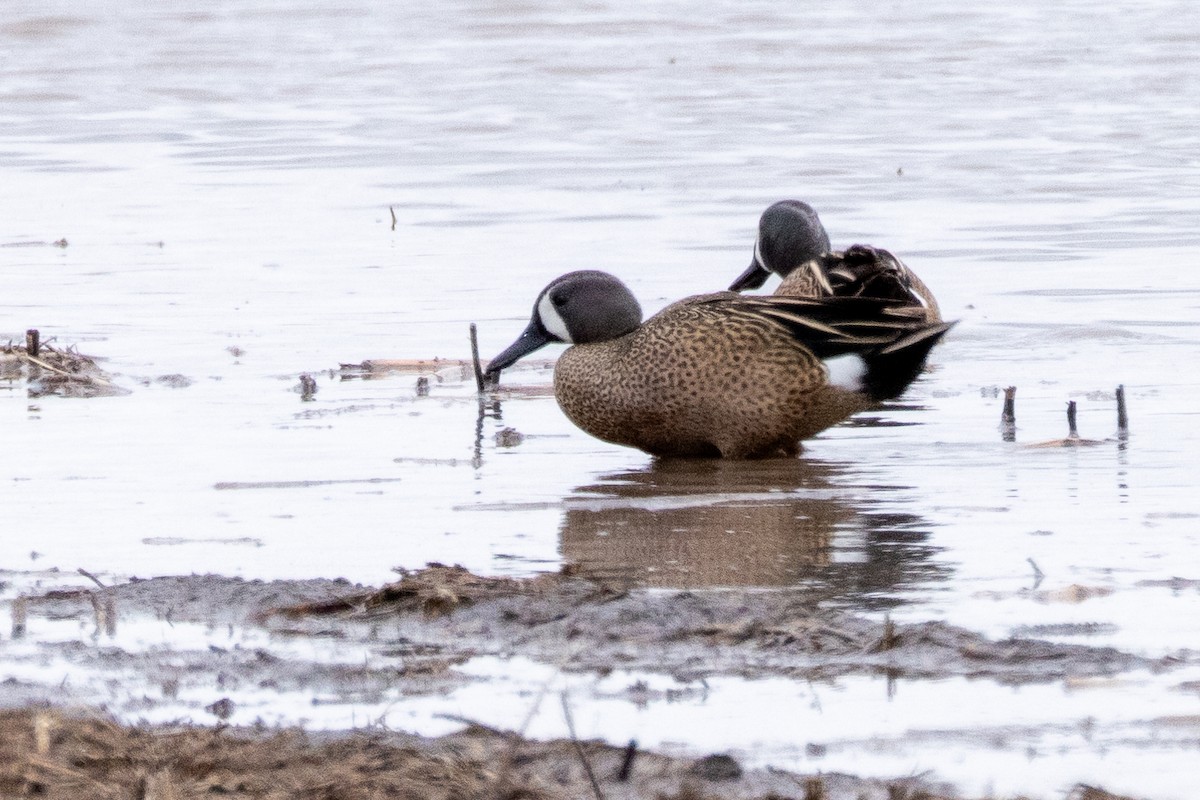 Blue-winged Teal - ML618181374