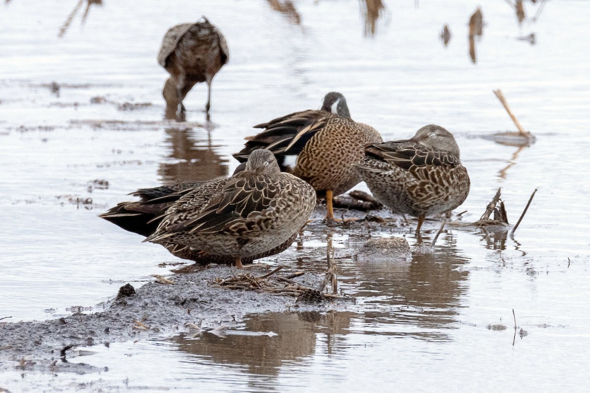 Blue-winged Teal - ML618181382