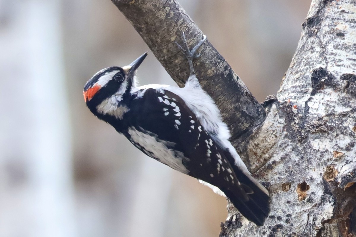 Hairy Woodpecker - ML618181386