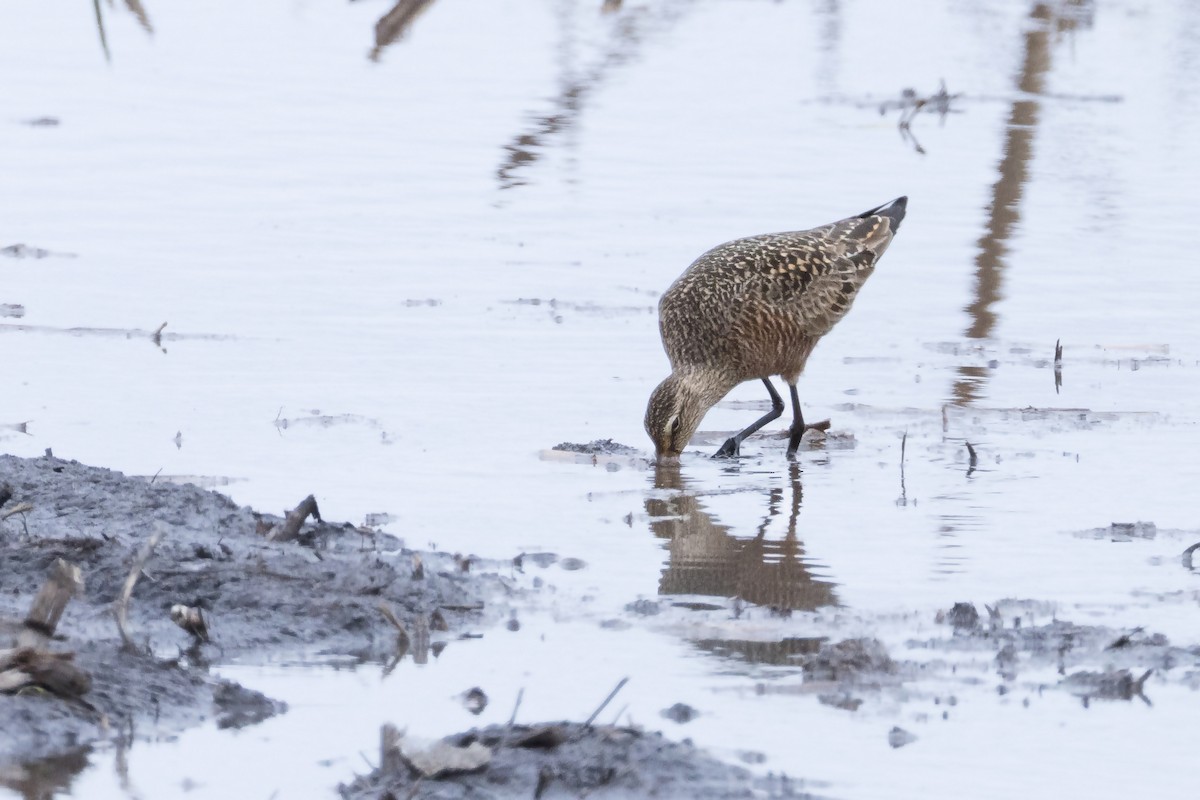 Long-billed Dowitcher - ML618181394