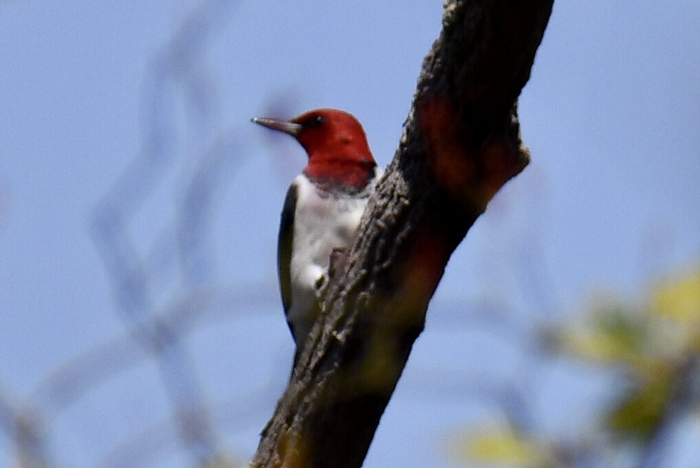 Red-headed Woodpecker - ML618181405