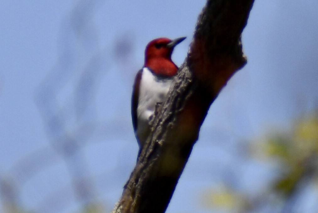 Red-headed Woodpecker - Steven Weiss