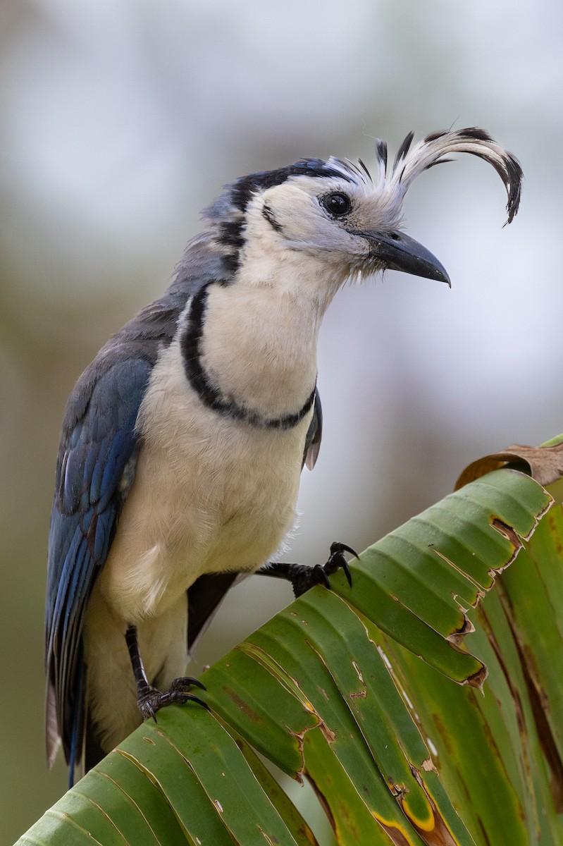White-throated Magpie-Jay - Lutz Duerselen