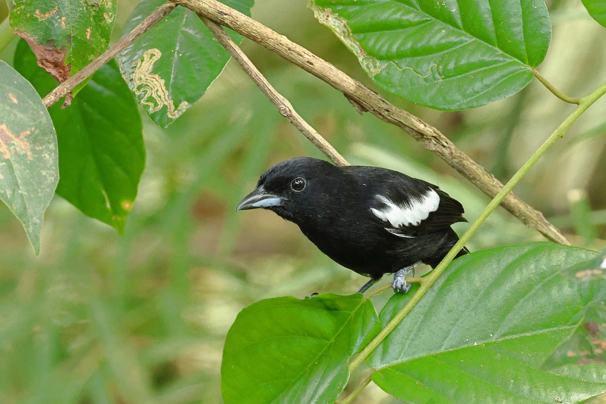 White-shouldered Tanager - ML618181488