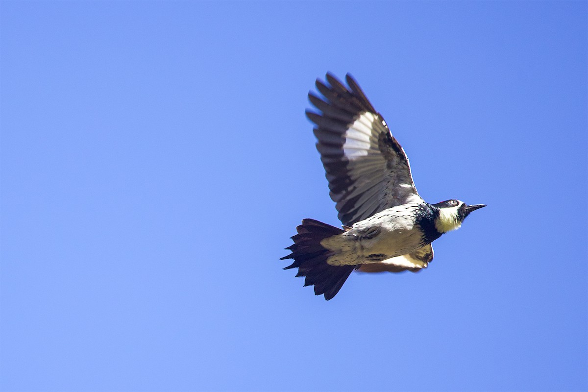 Acorn Woodpecker (Acorn) - ML618181491
